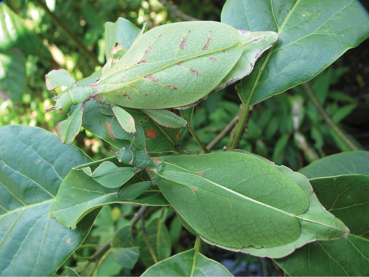 Hình dáng đặc biệt của chúng là sự ngụy trang hoàn hảo trước các loài săn mồi. Khi bọ lá bất động, rất dễ nhầm lẫn chúng với một chiếc lá. Ảnh: Plazi TreatmentBank.