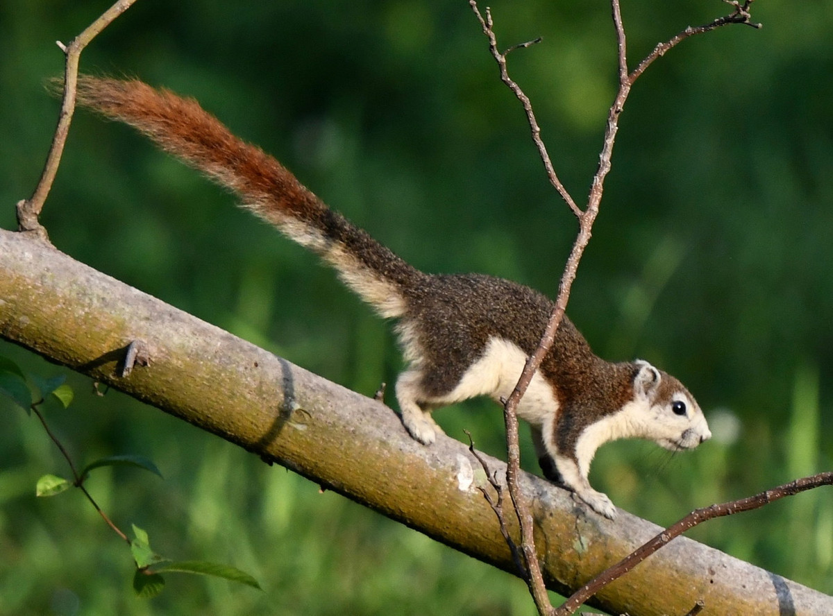  Sóc đỏ (Callosciurus finlaysonii). Thuộc họ: Sóc (Sciuridae). Kích thước: Đầu và thân dài 21-22 cm. Khu vực phân bố: Kon Tum, Lâm Đồng, Côn Đảo, Phú Quốc. Tình trạng bảo tồn trong Sách Đỏ IUCN: Ít quan tâm. Ảnh: iNaturalist.