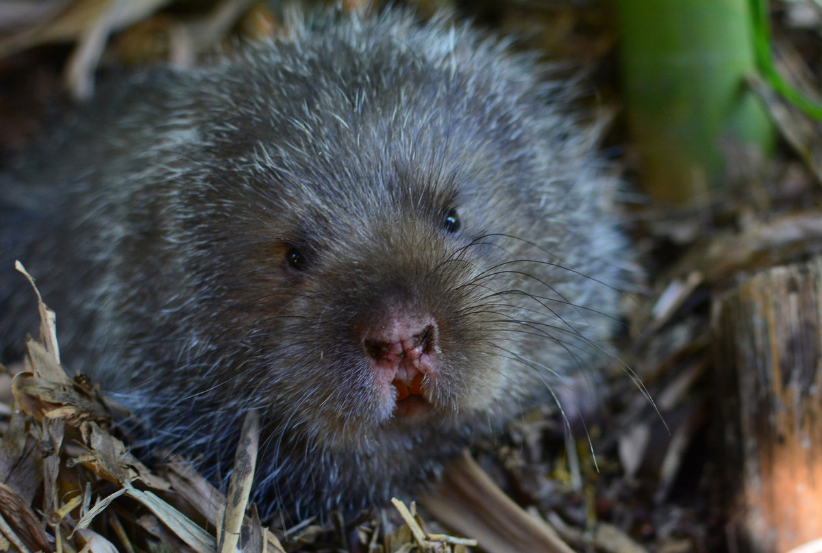  Dúi mốc (Rhizomys pruinosus). Thuộc họ: Dúi (Spalacidae). Kích thước: Đầu và thân dài 25-35 cm. Khu vực phân bố: Khắp các tỉnh có rừng tre trúc. Tình trạng bảo tồn trong Sách Đỏ IUCN: Ít quan tâm. Ảnh: Zoological Research.