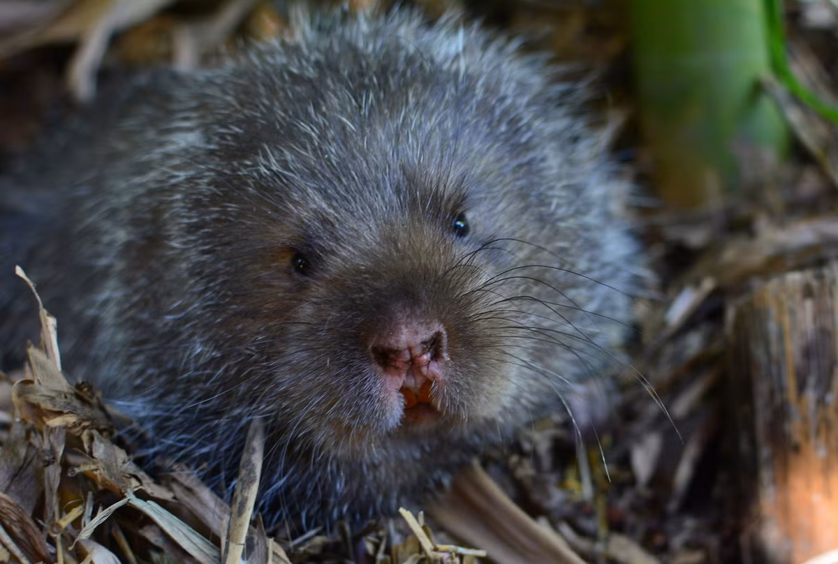  Dúi mốc (Rhizomys pruinosus). Thuộc họ: Dúi (Spalacidae). Kích thước: Đầu và thân dài 25-35 cm. Khu vực phân bố: Khắp các tỉnh có rừng tre trúc. Tình trạng bảo tồn trong Sách Đỏ IUCN: Ít quan tâm. Ảnh: Zoological Research.