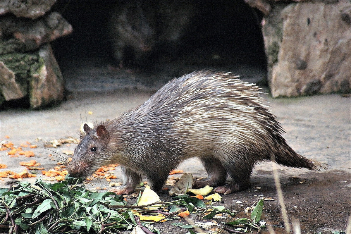  Don (Atherurus macrourus). Thuộc họ: Nhím (Hystricidae). Kích thước: Đầu và thân dài 38-50 cm. Khu vực phân bố: Hầu hết các tỉnh còn rừng, đặc biệt là các khu vực núi có nhiều hang đá sâu. Tình trạng bảo tồn trong Sách Đỏ IUCN: Ít quan tâm. Ảnh: BioLib.