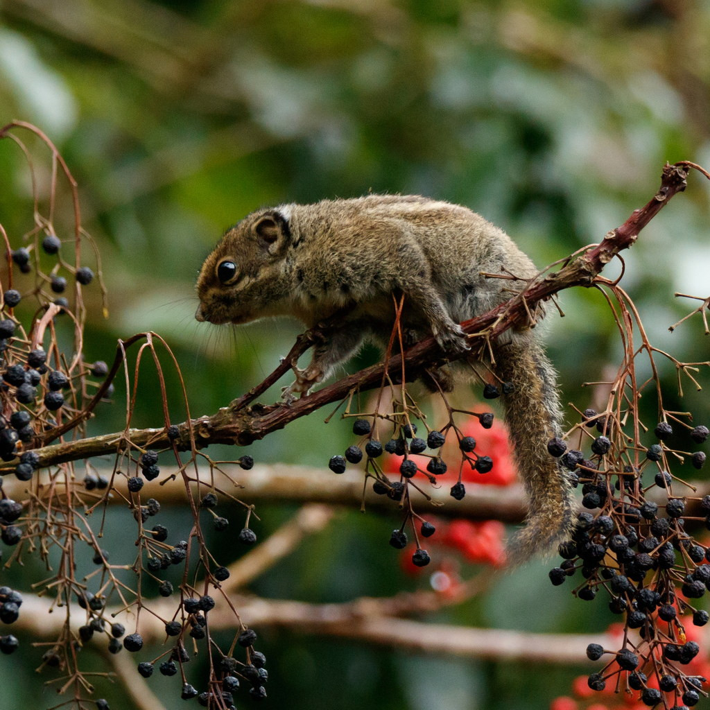  Sóc chuột Hải Nam (Tamiops maritimus). Thuộc họ: Sóc (Sciuridae). Kích thước: Đầu và thân dài 12-14 cm. Khu vực phân bố: Kon Tum, Đồng Nai (VQG Cát Tiên), Lâm Đồng, Đắk Lắk. Tình trạng bảo tồn trong Sách Đỏ IUCN: Ít quan tâm. Ảnh: BioLib.