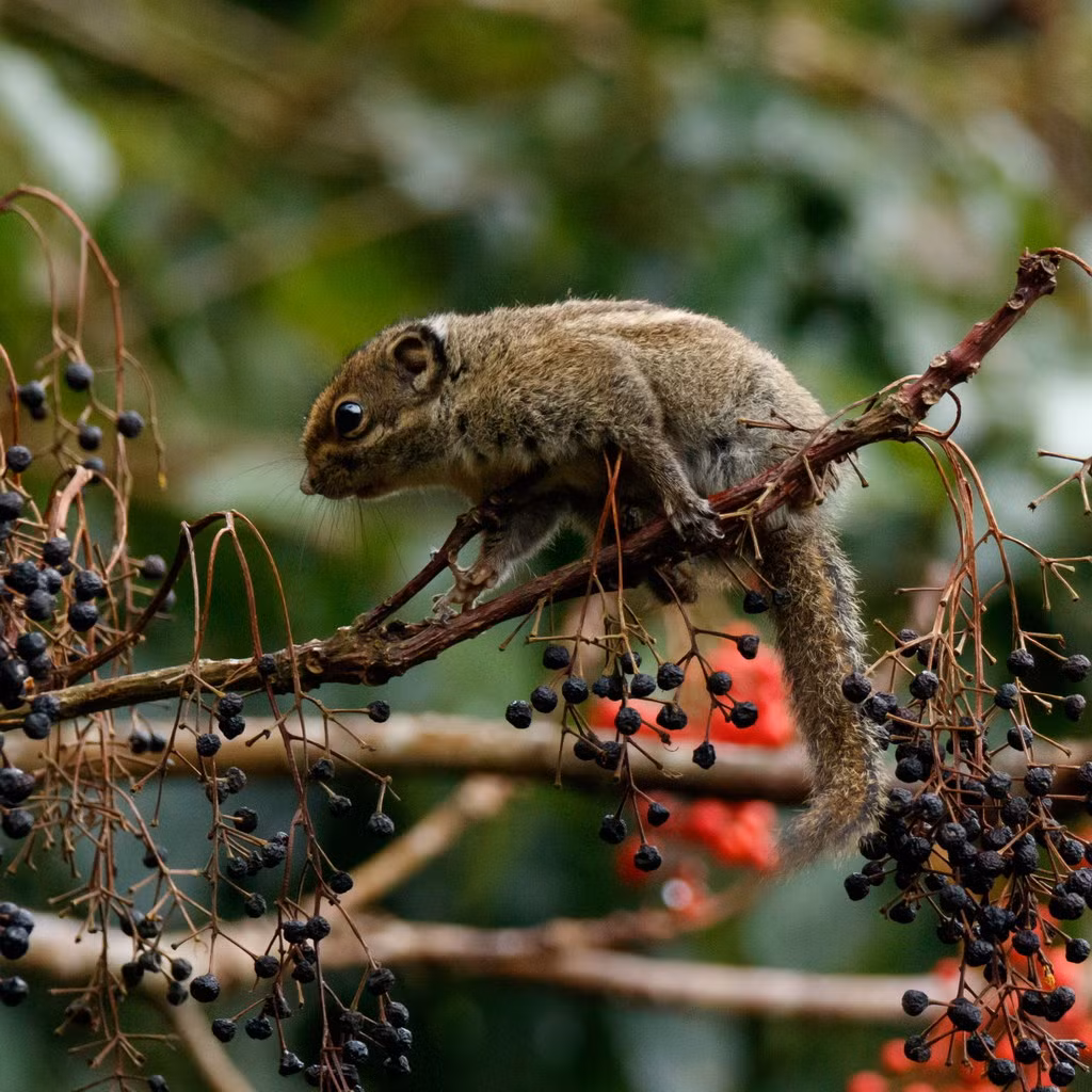  Sóc chuột Hải Nam (Tamiops maritimus). Thuộc họ: Sóc (Sciuridae). Kích thước: Đầu và thân dài 12-14 cm. Khu vực phân bố: Kon Tum, Đồng Nai (VQG Cát Tiên), Lâm Đồng, Đắk Lắk. Tình trạng bảo tồn trong Sách Đỏ IUCN: Ít quan tâm. Ảnh: BioLib.
