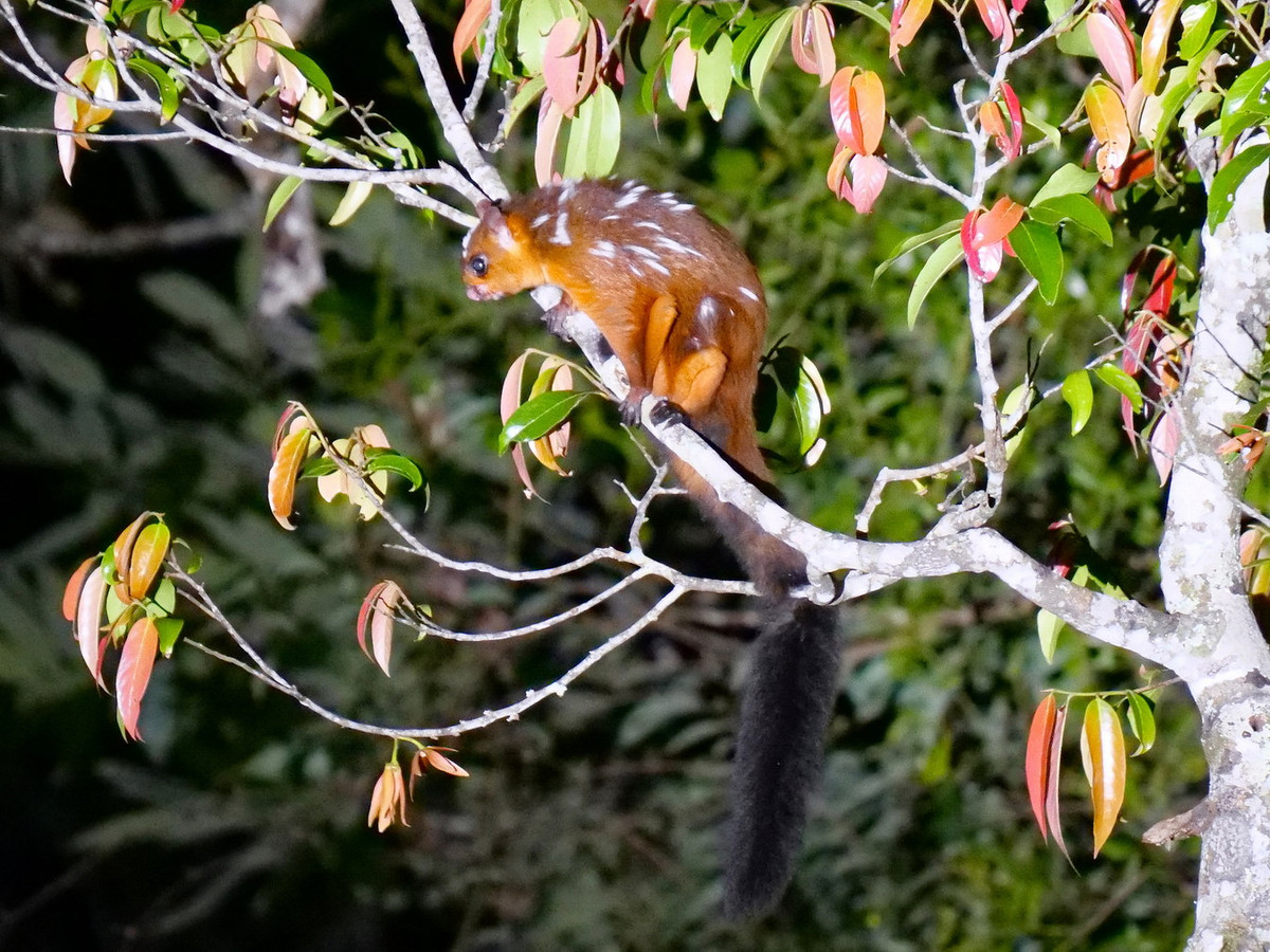  Sóc bay sao (Petaurista elegans). Thuộc họ: Sóc (Sciuridae). Kích thước: Đầu và thân dài 30-40 cm. Khu vực phân bố: Lai Châu, Sơn La, Lào Cai, Hà Giang, Kon Tum, Lâm Đồng. Tình trạng bảo tồn trong Sách Đỏ IUCN: Ít quan tâm. Ảnh: iNaturalist.