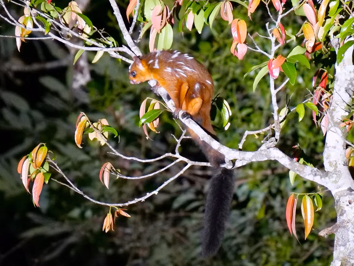  Sóc bay sao (Petaurista elegans). Thuộc họ: Sóc (Sciuridae). Kích thước: Đầu và thân dài 30-40 cm. Khu vực phân bố: Lai Châu, Sơn La, Lào Cai, Hà Giang, Kon Tum, Lâm Đồng. Tình trạng bảo tồn trong Sách Đỏ IUCN: Ít quan tâm. Ảnh: iNaturalist.