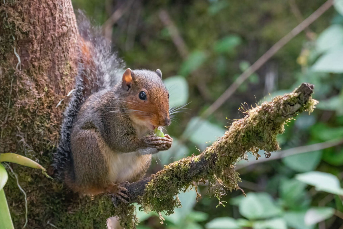  Sóc mõm hung (Dremomys rufigenis). Thuộc họ: Sóc (Sciuridae). Kích thước: Đầu và thân dài 17-23 cm. Khu vực phân bố: Kon Tum, Đồng Nai (VQG Cát Tiên), Lâm Đồng, Đắk Lắk. Tình trạng bảo tồn trong Sách Đỏ IUCN: Ít quan tâm. Ảnh: Encyclopedia of Life.