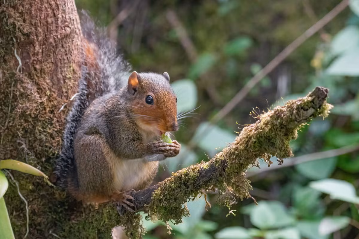  Sóc mõm hung (Dremomys rufigenis). Thuộc họ: Sóc (Sciuridae). Kích thước: Đầu và thân dài 17-23 cm. Khu vực phân bố: Kon Tum, Đồng Nai (VQG Cát Tiên), Lâm Đồng, Đắk Lắk. Tình trạng bảo tồn trong Sách Đỏ IUCN: Ít quan tâm. Ảnh: Encyclopedia of Life.