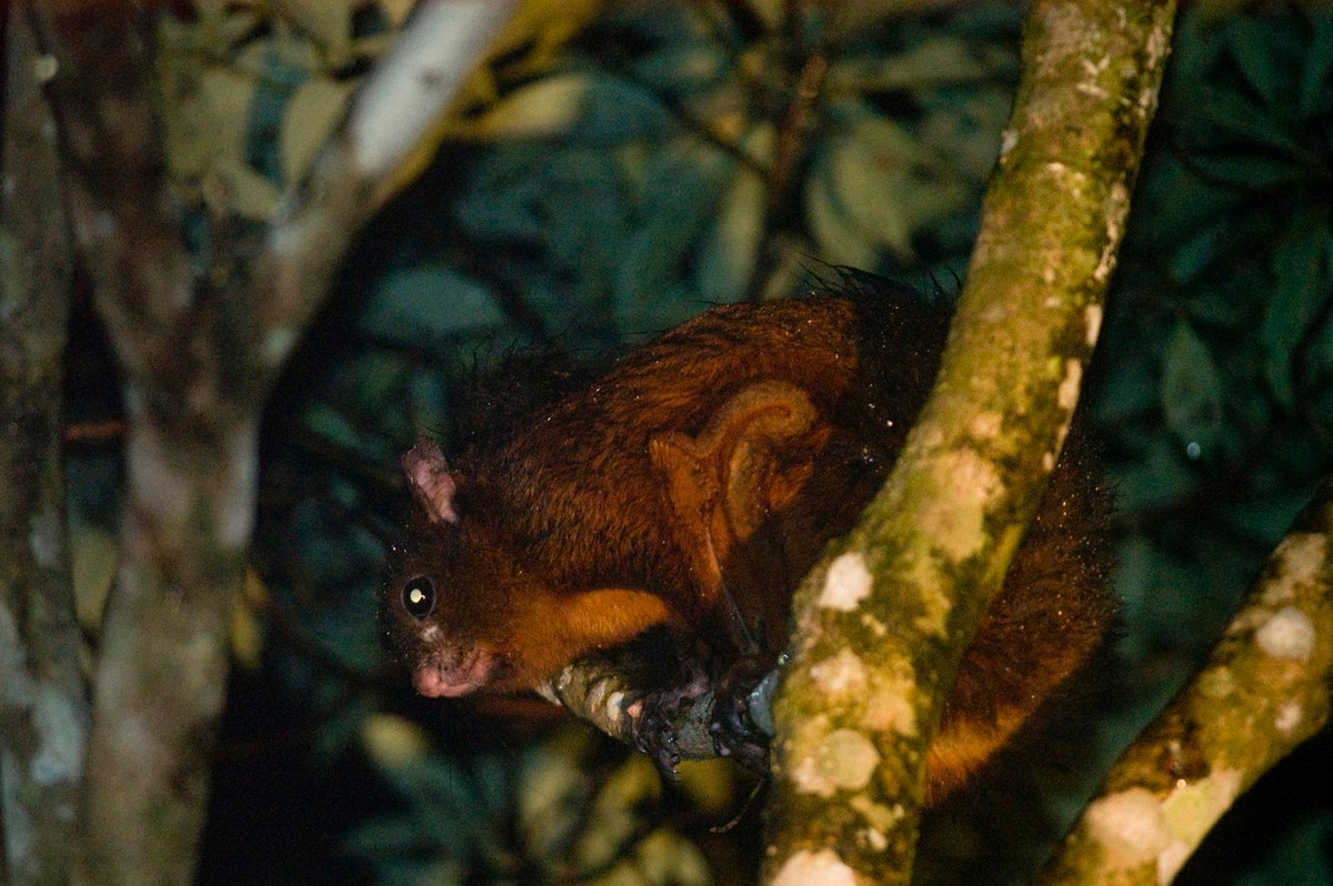  Sóc bay trâu (Petaurista petaurista). Thuộc họ: Sóc (Sciuridae). Kích thước: Đầu và thân dài 28-55 cm. Khu vực phân bố: Từ Bắc vào Nam nơi các khu vực rừng còn được bảo vệ tốt. Tình trạng bảo tồn trong Sách Đỏ IUCN: Ít quan tâm. Ảnh: iNaturalist.