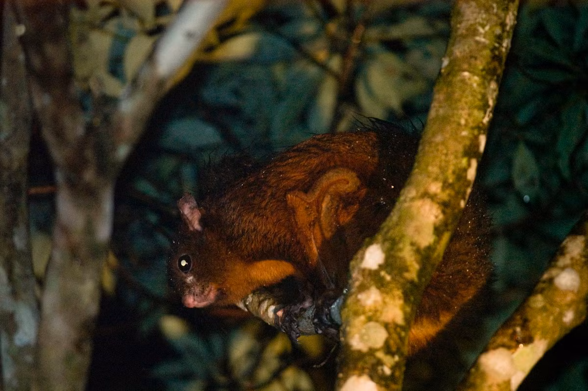  Sóc bay trâu (Petaurista petaurista). Thuộc họ: Sóc (Sciuridae). Kích thước: Đầu và thân dài 28-55 cm. Khu vực phân bố: Từ Bắc vào Nam nơi các khu vực rừng còn được bảo vệ tốt. Tình trạng bảo tồn trong Sách Đỏ IUCN: Ít quan tâm. Ảnh: iNaturalist.