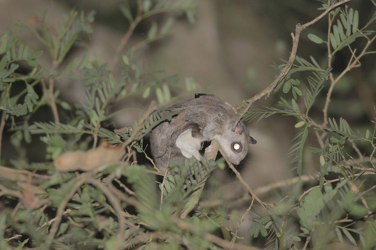  Sóc bay nhỏ (Hylopetes phayrei). Thuộc họ: Sóc (Sciuridae). Kích thước: Đầu và thân dài 17-19 cm. Khu vực phân bố: Sơn La, Hòa Bình, Kon Tum, Gia Lai, Đắk Lắk, Lâm Đồng. Tình trạng bảo tồn trong Sách Đỏ IUCN: Ít quan tâm. Ảnh: iNaturalist.