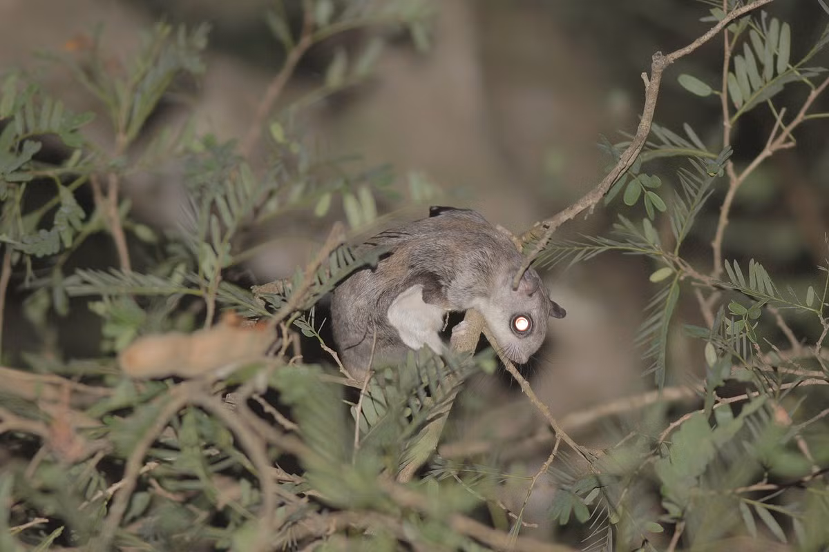 Sóc bay nhỏ (Hylopetes phayrei). Thuộc họ: Sóc (Sciuridae). Kích thước: Đầu và thân dài 17-19 cm. Khu vực phân bố: Sơn La, Hòa Bình, Kon Tum, Gia Lai, Đắk Lắk, Lâm Đồng. Tình trạng bảo tồn trong Sách Đỏ IUCN: Ít quan tâm. Ảnh: iNaturalist.
