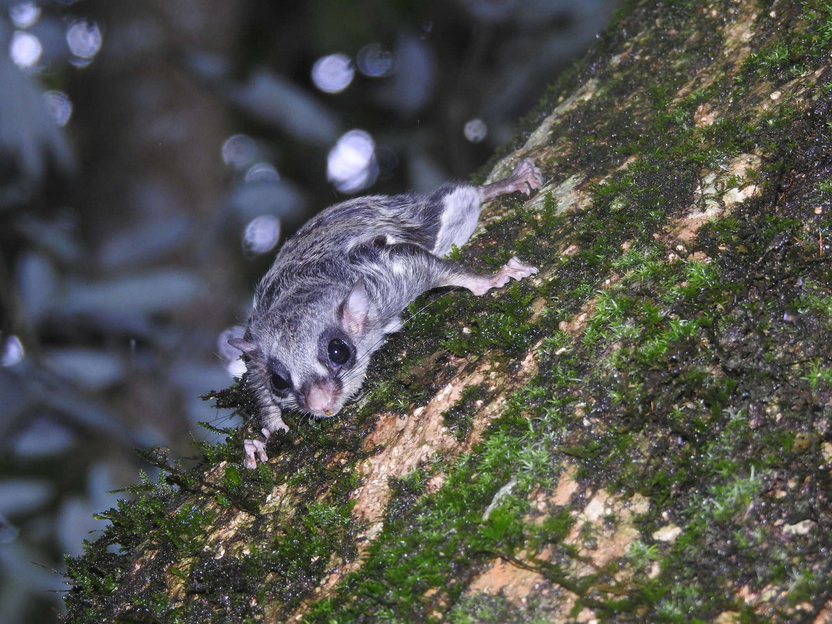  Sóc bay đen trắng (Hylopetes alboniger). Thuộc họ: Sóc (Sciuridae). Kích thước: Đầu và thân dài 21-22 cm. Khu vực phân bố: Lai Châu, Lạng Sơn, Thừa Thiên Huế, Kon Tum, Gia Lai, Lâm Đồng, Cao Bằng (VQG Phia Oắc – Phia Đén), Lạng Sơn (KBTTN Hữu Liên). Tình trạng bảo tồn trong Sách Đỏ IUCN: Ít quan tâm. Ảnh: Encyclopedia of Life.