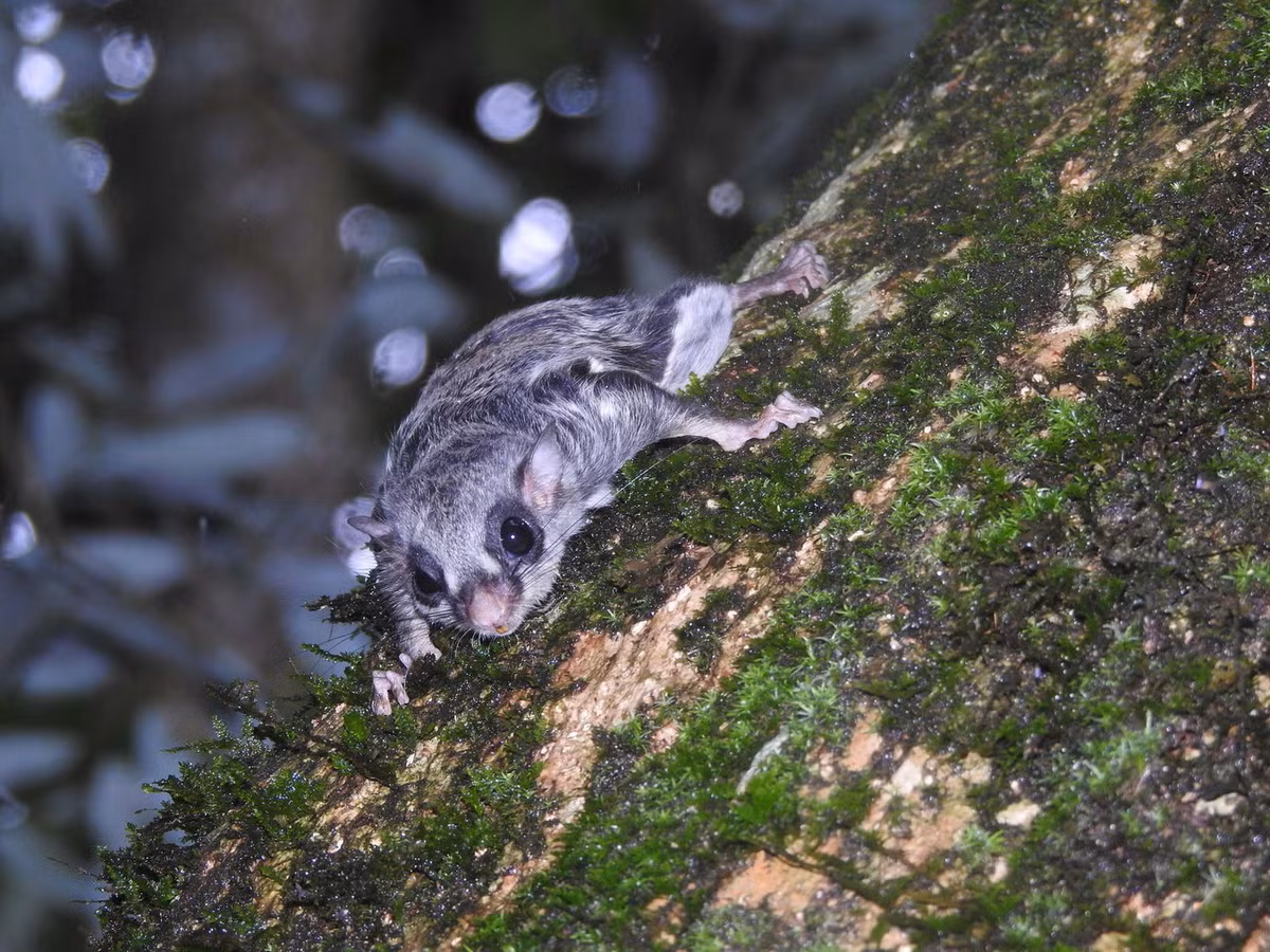  Sóc bay đen trắng (Hylopetes alboniger). Thuộc họ: Sóc (Sciuridae). Kích thước: Đầu và thân dài 21-22 cm. Khu vực phân bố: Lai Châu, Lạng Sơn, Thừa Thiên Huế, Kon Tum, Gia Lai, Lâm Đồng, Cao Bằng (VQG Phia Oắc – Phia Đén), Lạng Sơn (KBTTN Hữu Liên). Tình trạng bảo tồn trong Sách Đỏ IUCN: Ít quan tâm. Ảnh: Encyclopedia of Life.
