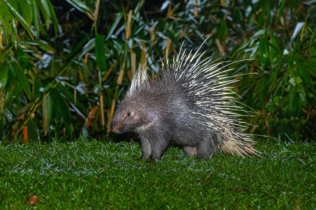  Nhím (Hystrix brachyura). Thuộc họ: Nhím (Hystricidae). Kích thước: Đầu và thân dài 63-72 cm. Khu vực phân bố: Khắp các kiểu rừng từ Bắc đến Nam ở độ cao trung bình dưới 2.000 mét. Tình trạng bảo tồn trong Sách Đỏ IUCN: Ít quan tâm. Ảnh: Thai National Parks.