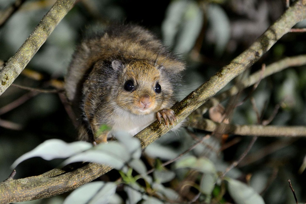  Sóc bay lông tai (Belomys pearsonii). Thuộc họ: Sóc (Sciuridae). Kích thước: Đầu và thân dài 20-22 cm. Khu vực phân bố: Hà Giang, Lai Châu, Hoà Bình, Lào Cai, Yên Bái, Lạng Sơn, Thanh Hoá, Nghệ An, Kon Tum, Gia Lai, Đắk Lắk, Lâm Đồng, Đồng Nai, Côn Đảo, Phú Quốc. Tình trạng bảo tồn trong Sách Đỏ IUCN: Thiếu dữ liệu. Ảnh: 綠自然 生態旅遊.