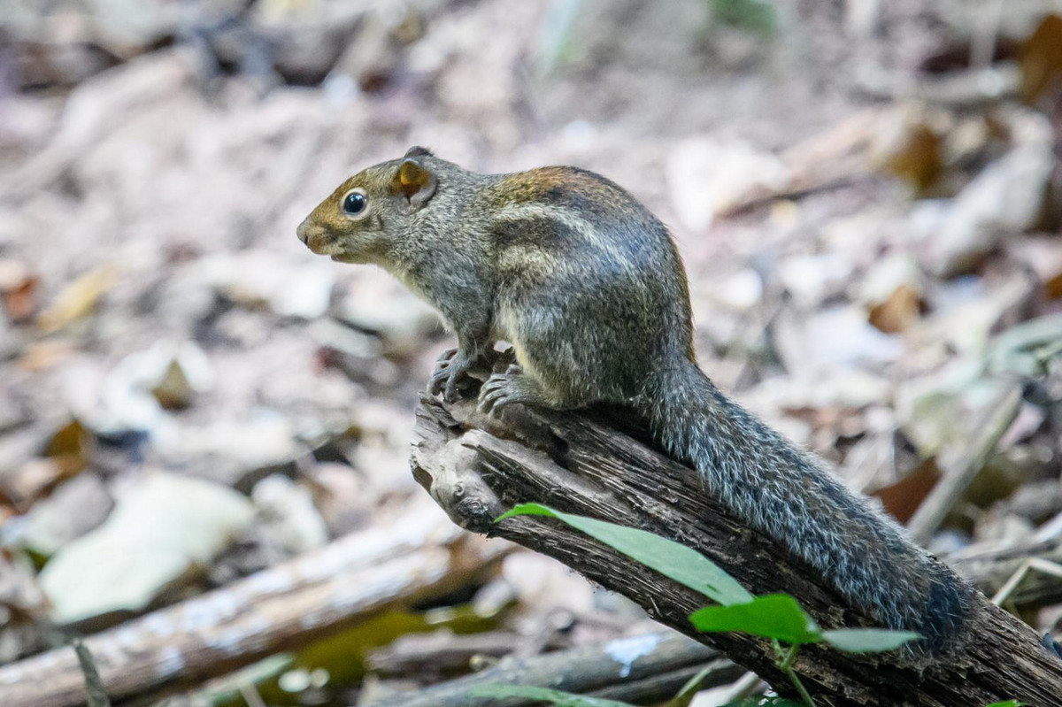  Sóc vằn lưng (Menetes berdmorei). Thuộc họ: Sóc (Sciuridae). Kích thước: Đầu và thân dài 18-20 cm. Khu vực phân bố: Kon Tum, Đồng Nai (VQG Cát Tiên) Lâm Đồng, Đắk Lắk (VQG Yok Đôn). Tình trạng bảo tồn trong Sách Đỏ IUCN: Ít quan tâm. Ảnh: Thai National Parks.