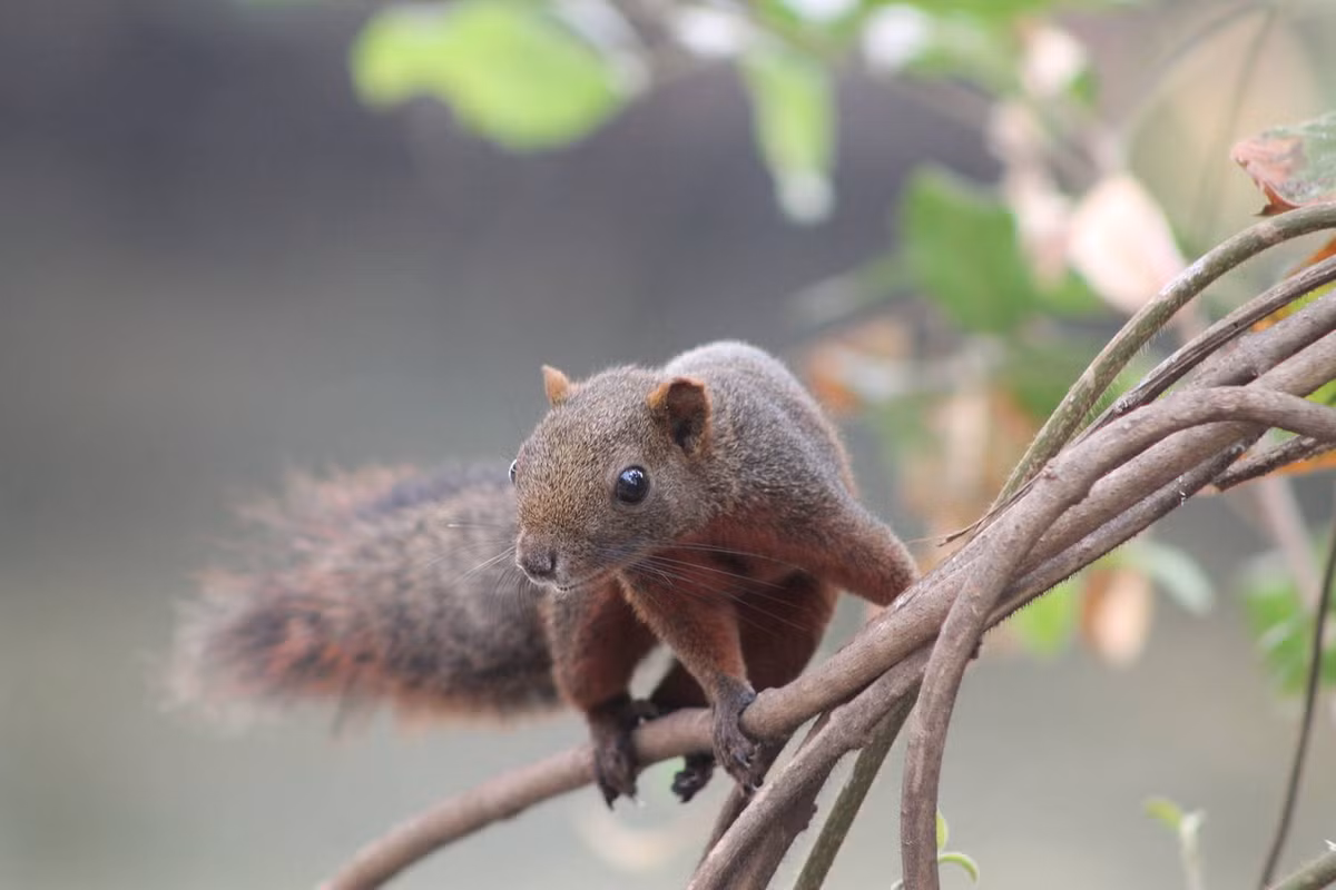  Sóc bụng đỏ (Callosciurus erythraeus). Thuộc họ: Sóc (Sciuridae). Kích thước: Đầu và thân dài 20-26 cm. Khu vực phân bố: Hầu khắp các tỉnh có rừng từ Bắc vào Nam ở độ cao thấp đến 800 mét. Tình trạng bảo tồn trong Sách Đỏ IUCN: Ít quan tâm. Ảnh: ZooChat.