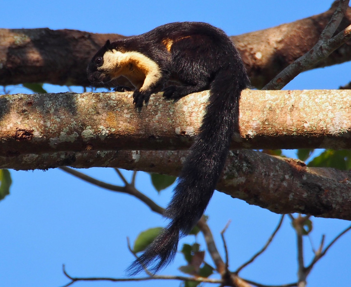  Sóc đen (Ratufa bicolor). Thuộc họ: Sóc (Sciuridae). Kích thước: Đầu và thân dài 30-32 cm. Khu vực phân bố: Khắp các vùng rừng rậm từ Bắc vào Nam ở độ cao khác nhau, có cả ở Côn Đảo. Tình trạng bảo tồn trong Sách Đỏ IUCN: Sắp bị đe dọa. Ảnh: iNaturalist.