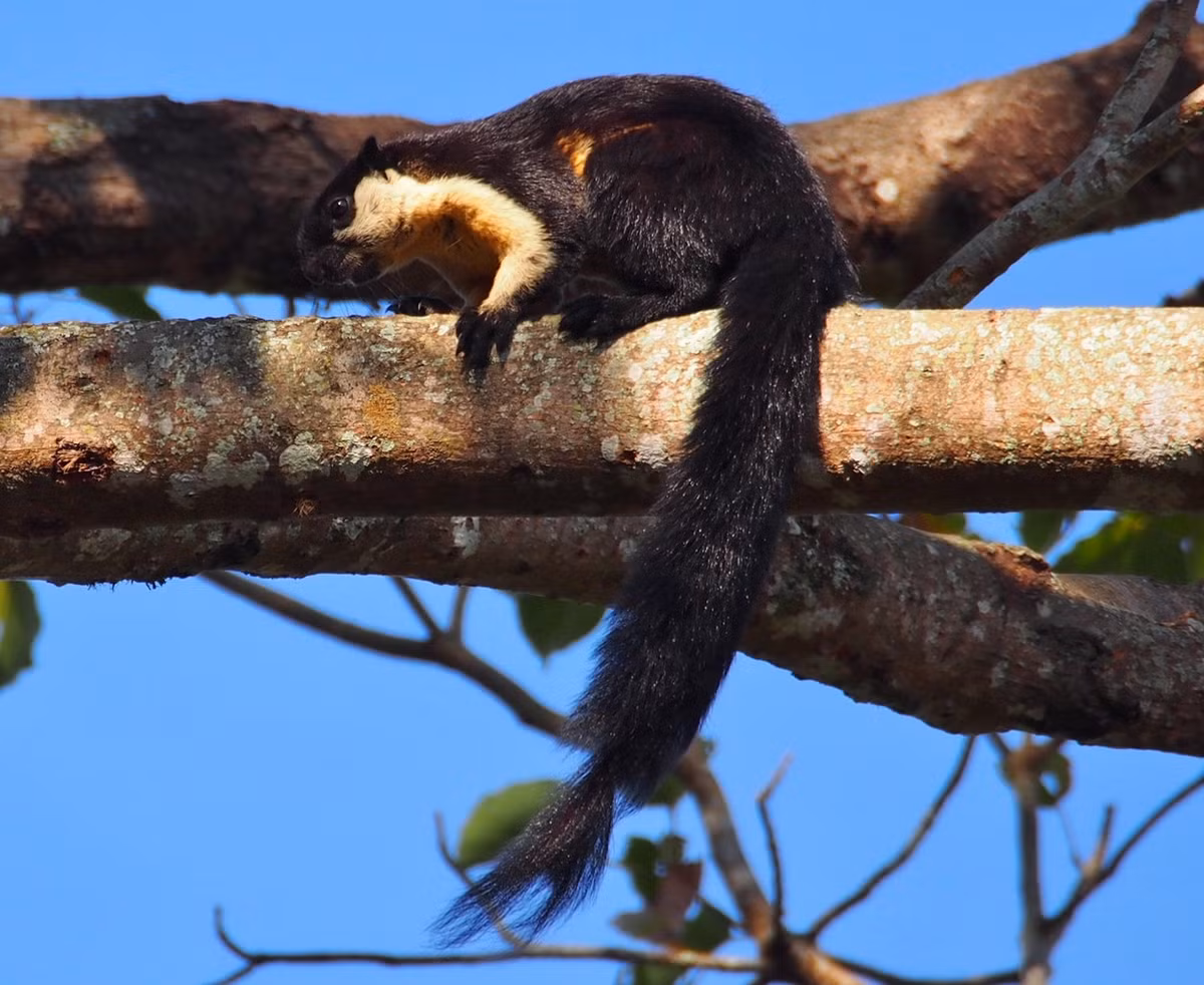  Sóc đen (Ratufa bicolor). Thuộc họ: Sóc (Sciuridae). Kích thước: Đầu và thân dài 30-32 cm. Khu vực phân bố: Khắp các vùng rừng rậm từ Bắc vào Nam ở độ cao khác nhau, có cả ở Côn Đảo. Tình trạng bảo tồn trong Sách Đỏ IUCN: Sắp bị đe dọa. Ảnh: iNaturalist.