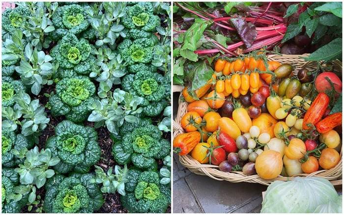 Sung sot vuon rau 100m2 dep den muc chu nhan khong no thu hoach