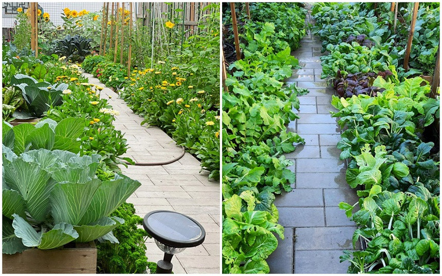 Sung sot vuon rau 100m2 dep den muc chu nhan khong no thu hoach-Hinh-2