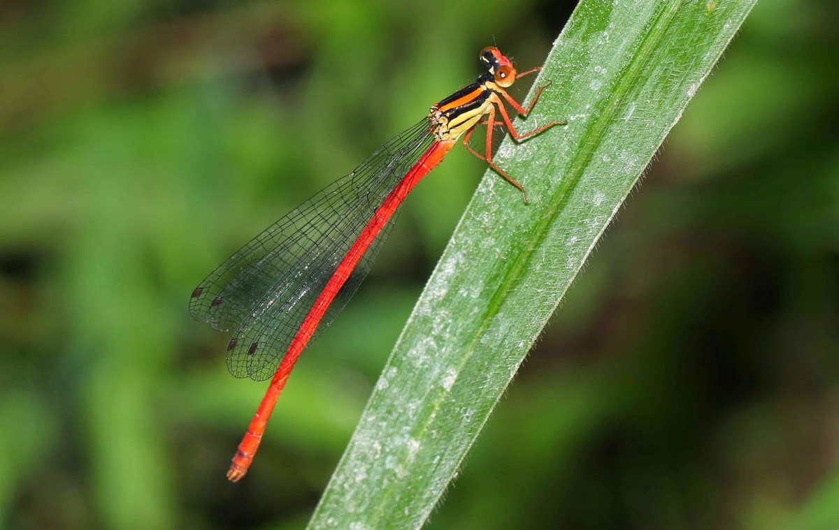 Chuồn chuồn kim Calicnemia eximia. Ảnh: Dragonflies and damselflies of Vietnam.