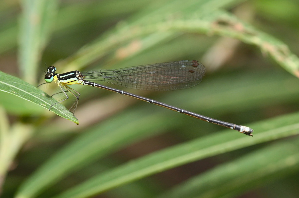 Chuồn chuồn kim Coeliccia didyma. Ảnh: Dragonflies &amp; damselflies of Thailand.