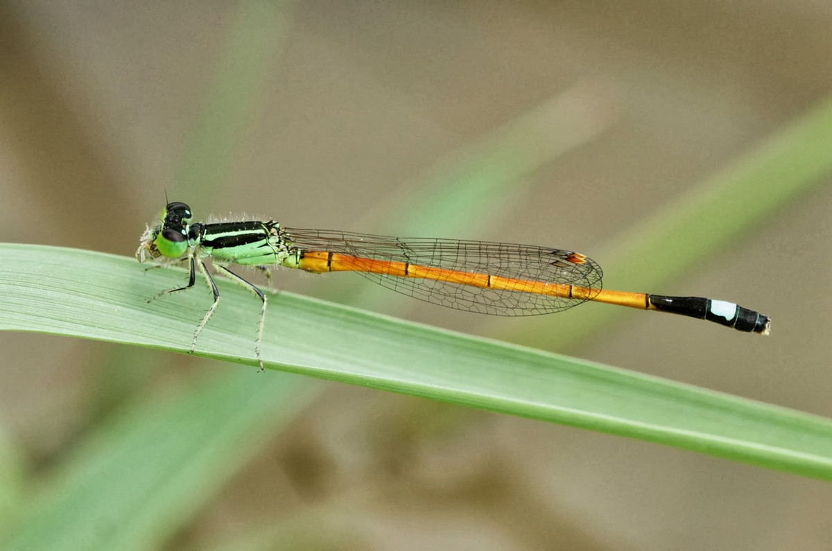 Chuồn chuồn kim Ischnura carpentieri. Ảnh: Dragonflies and damselflies of Vietnam.