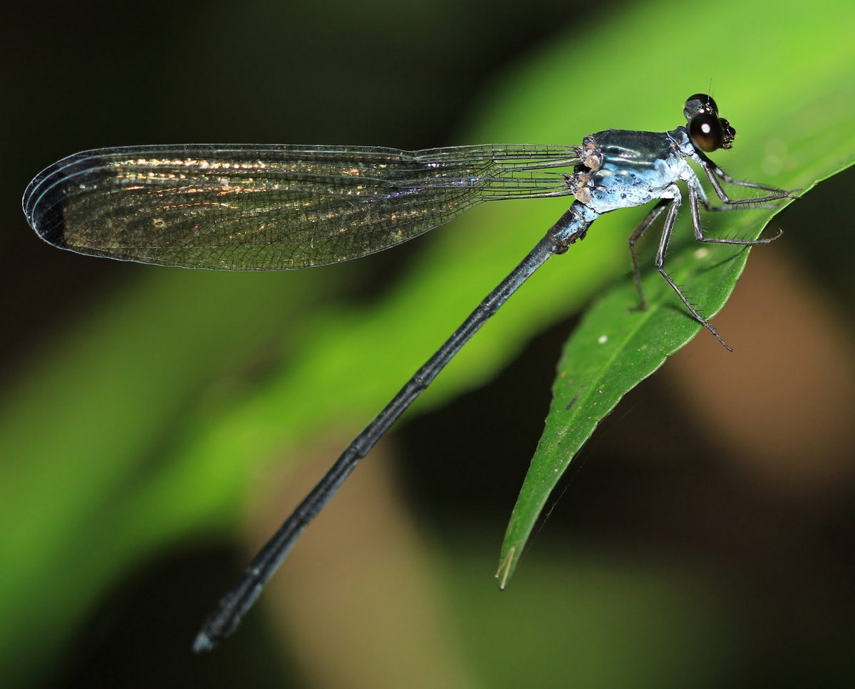 Chuồn chuồn kim Devadatta ducatrix. Ảnh: VietOdonata.