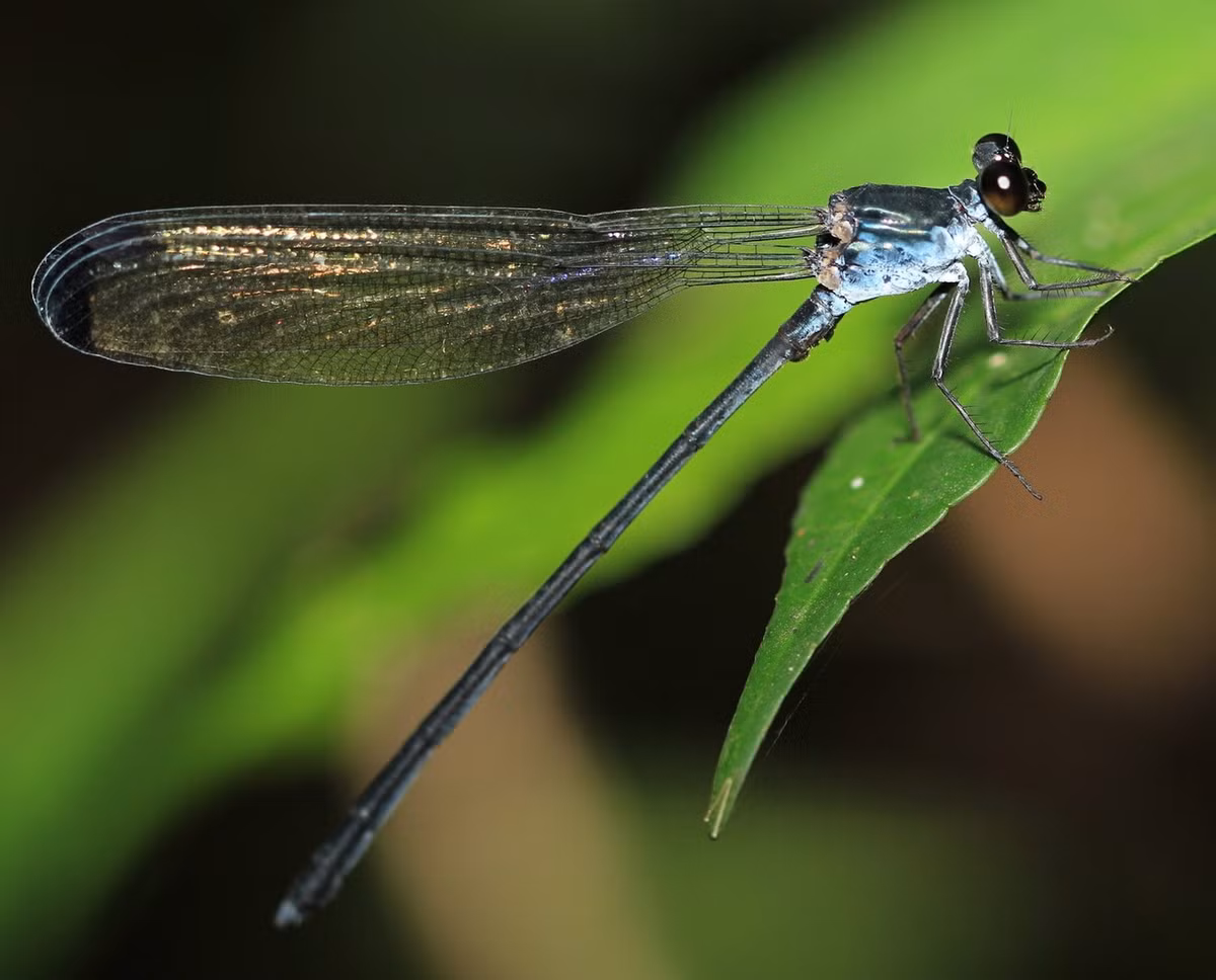Chuồn chuồn kim Devadatta ducatrix. Ảnh: VietOdonata.