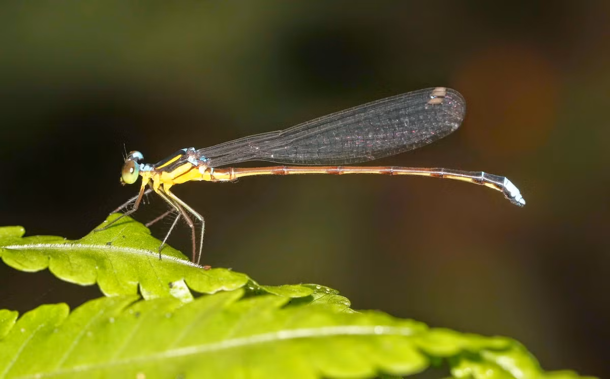 Chuồn chuồn kim Sinosticta debra. Ảnh: Dragonflies and damselflies of Vietnam.