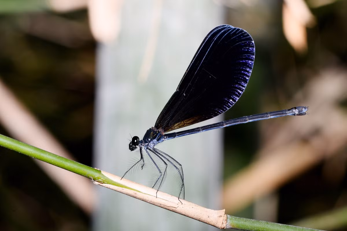 Chuồn chuồn kim Atrocalopteryx atrocyana. Ảnh: Odonata of China.