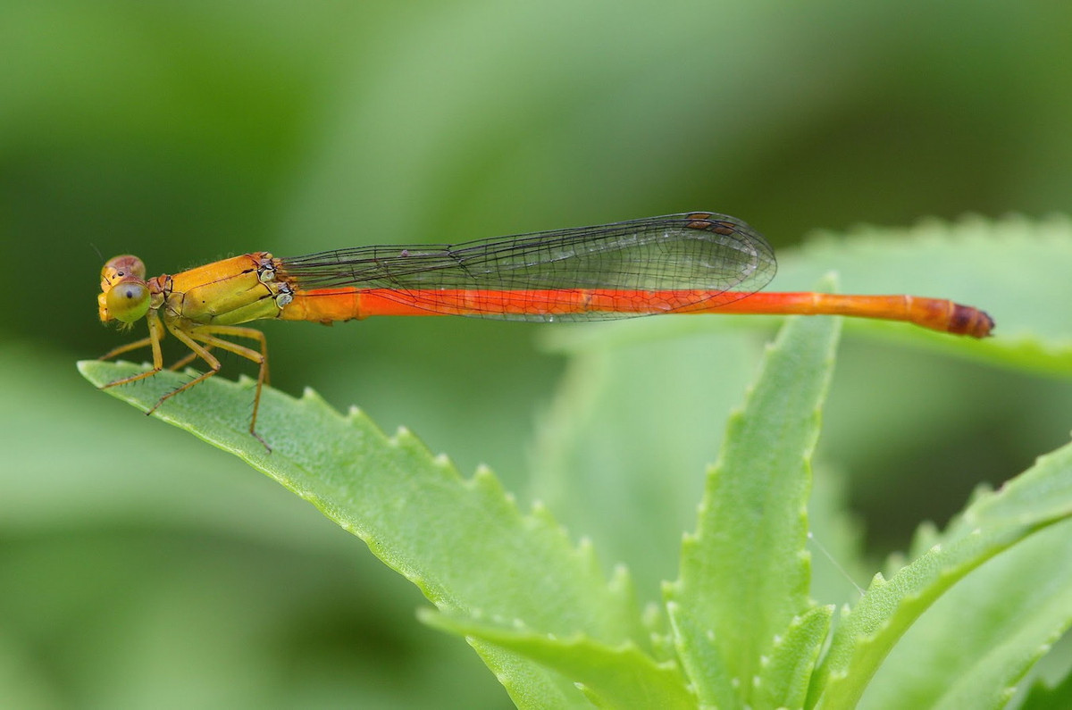 Chuồn chuồn kim Ceriagrion chaoi. Ảnh: Dragonflies &amp; damselflies of Thailand.