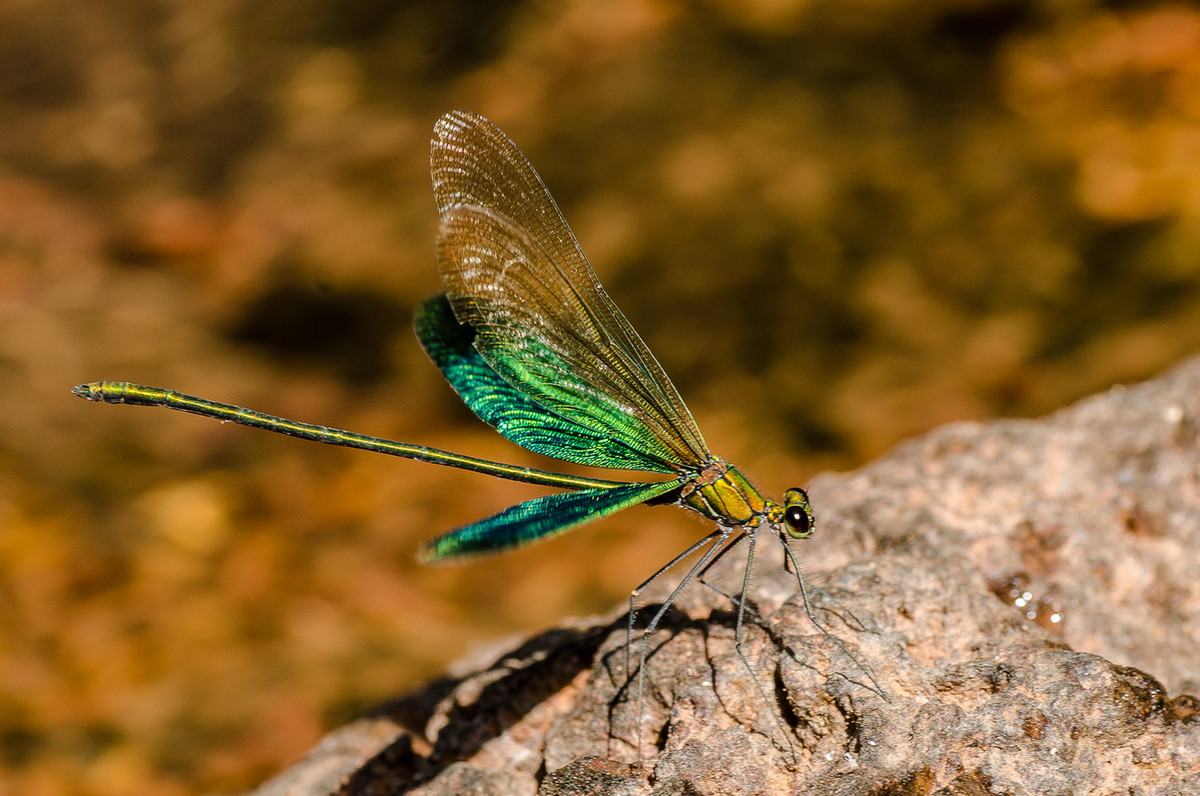 Chuồn chuồn kim Neurobasis chinensis. Ảnh: Wikipedia.