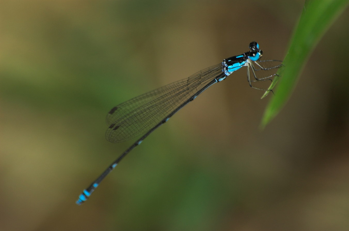 Chuồn chuồn kim Coeliccia cyanomelas. Ảnh: iNaturalist.