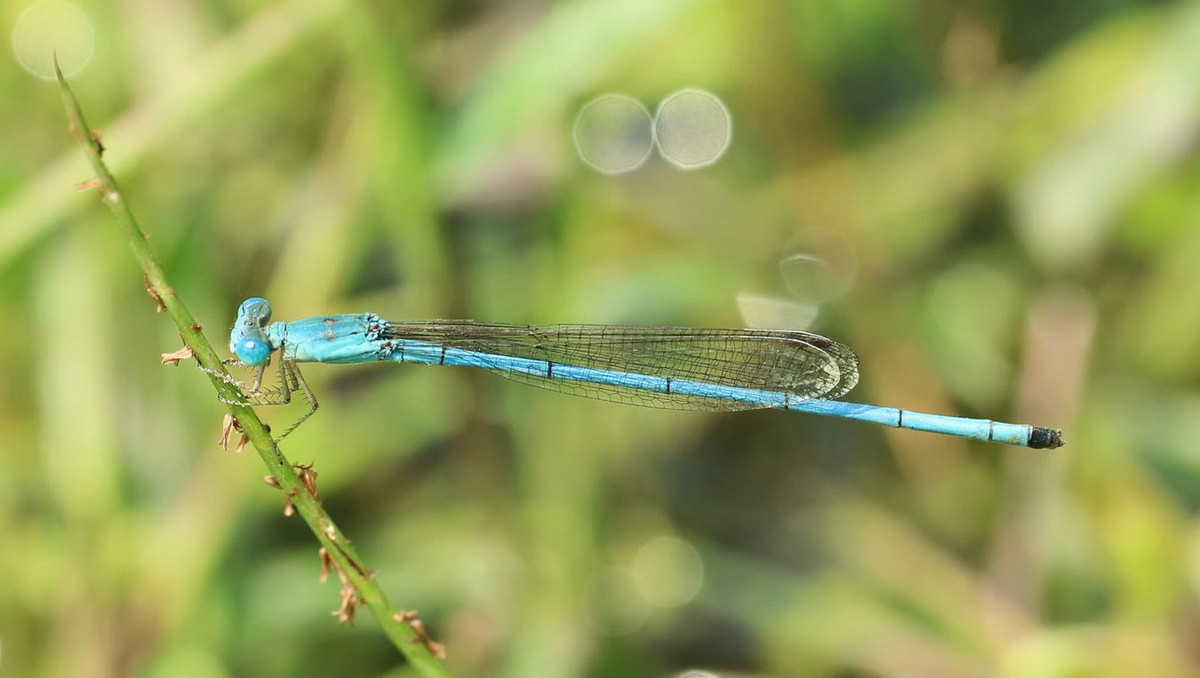 Chuồn chuồn kim Ceriagrion azureum. Ảnh: Dragonflies and damselflies of Vietnam.