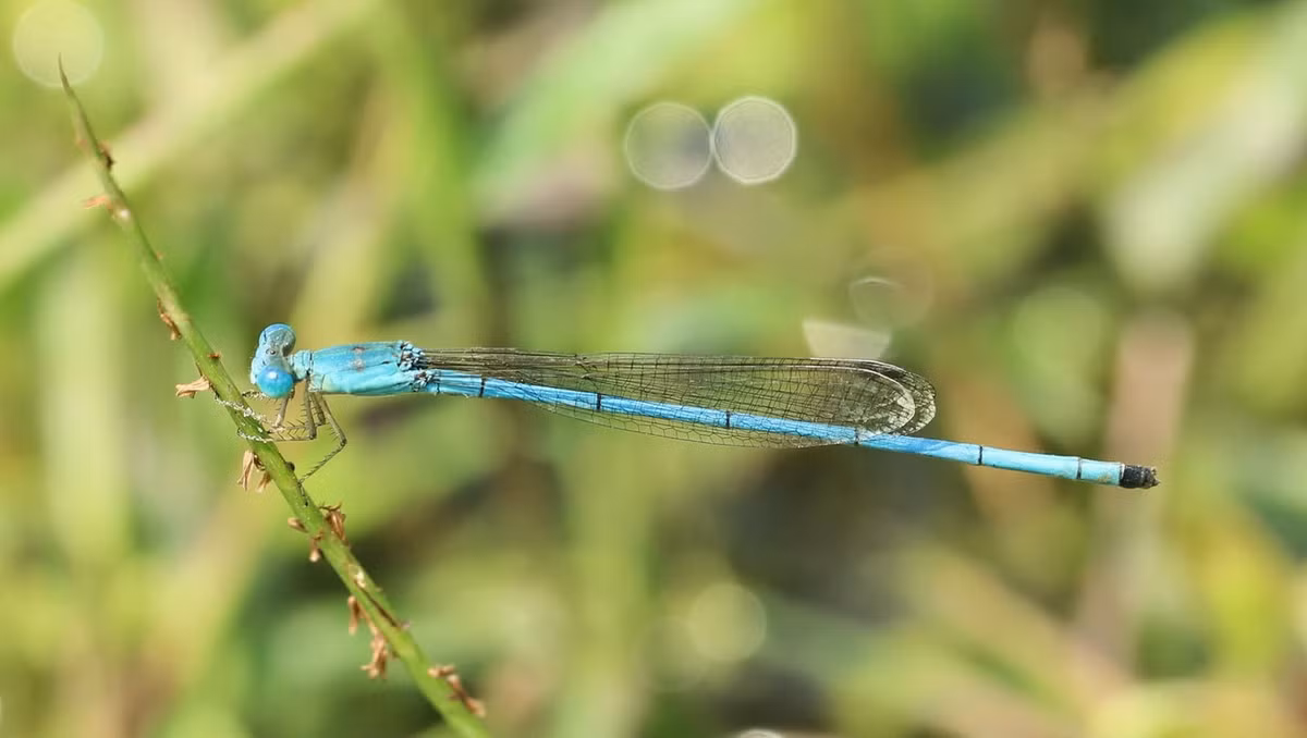 Chuồn chuồn kim Ceriagrion azureum. Ảnh: Dragonflies and damselflies of Vietnam.