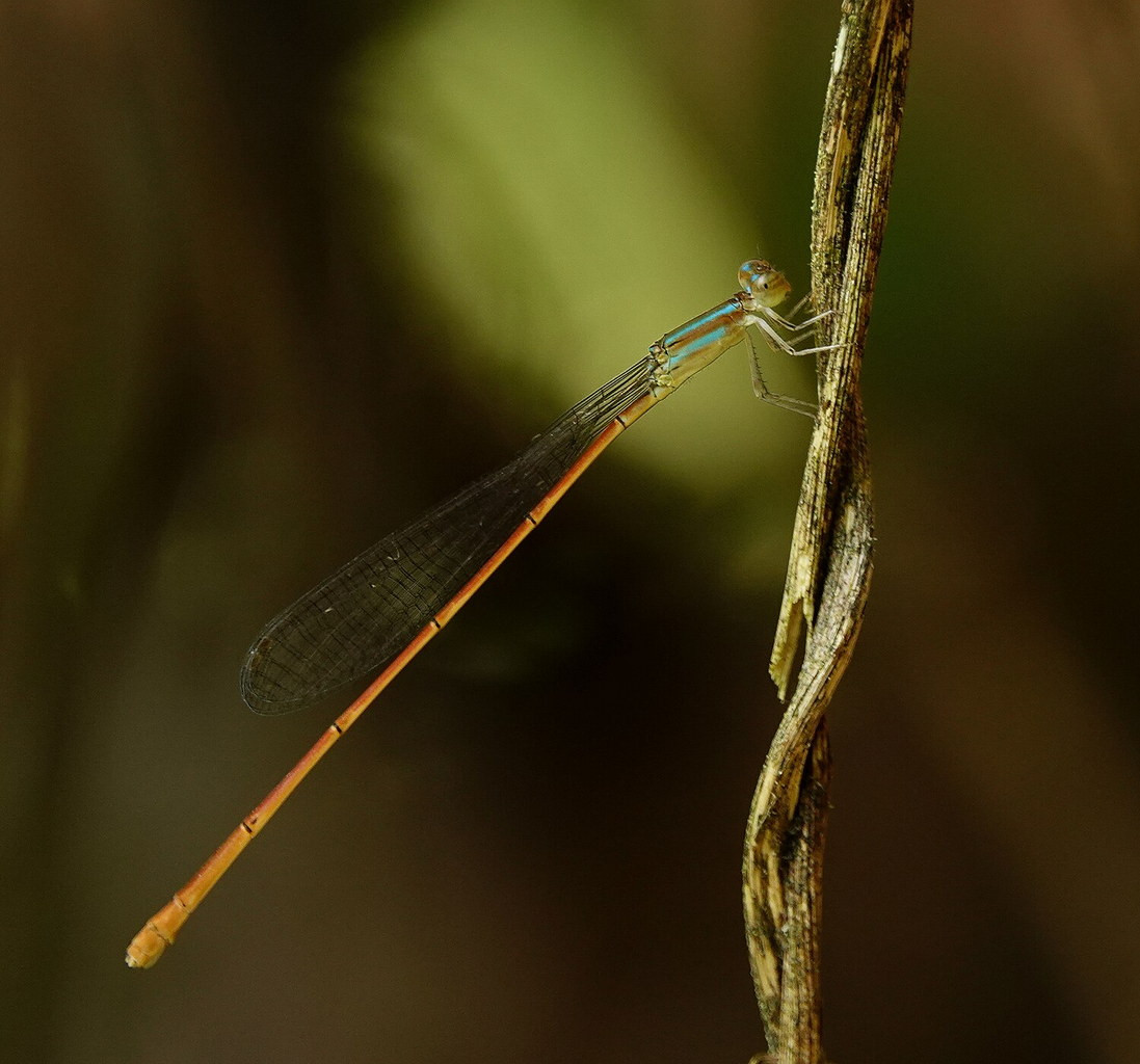 Chuồn chuồn kim Aciagrion pallidum. Ảnh: Wikiwand.