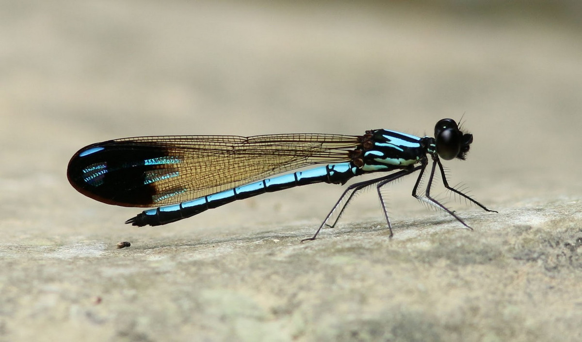 Chuồn chuồn kim Rhinocypha chaoi. Ảnh: Dragonflies and damselflies of Vietnam.