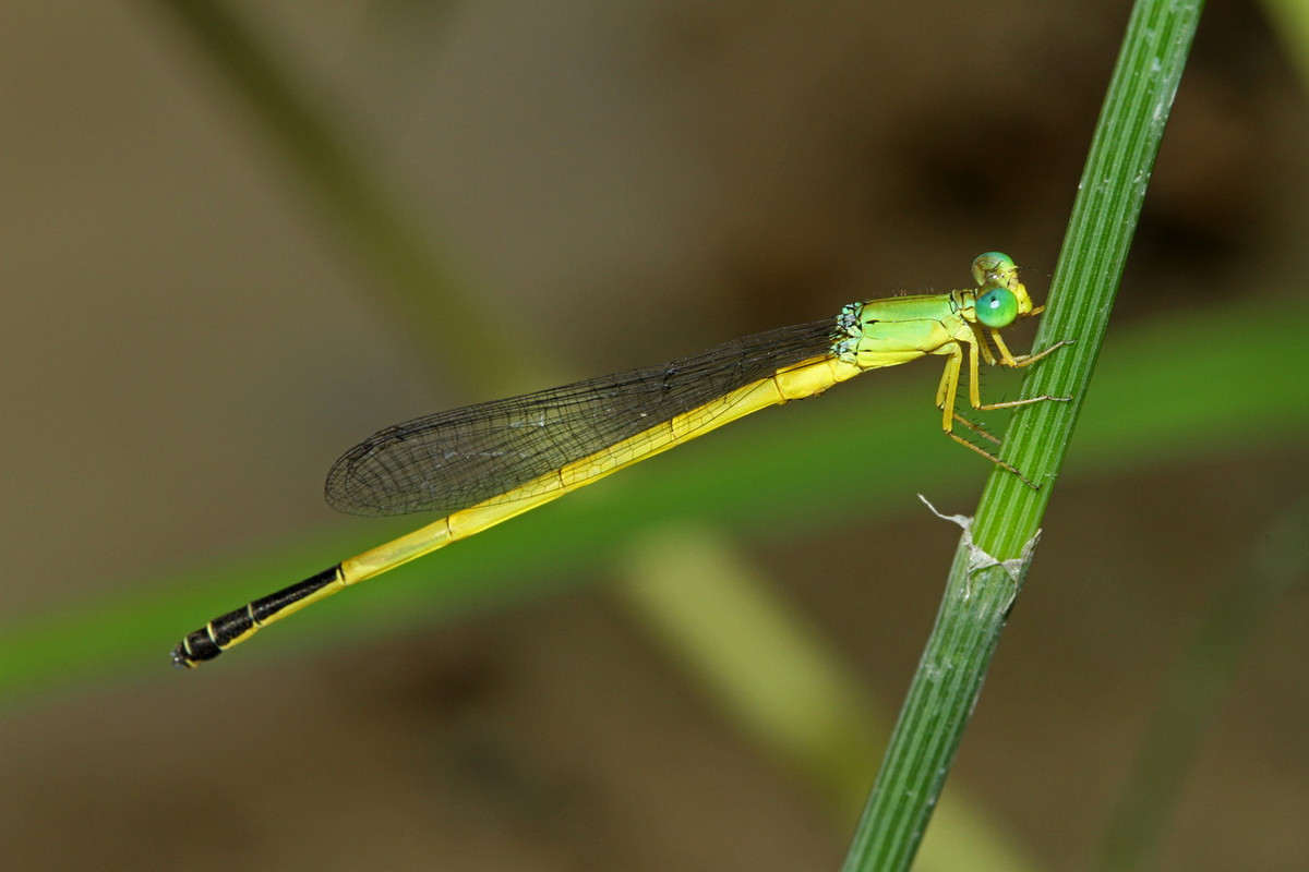 Chuồn chuồn kim Ceriagrion fallax. Ảnh: Wikipedia.