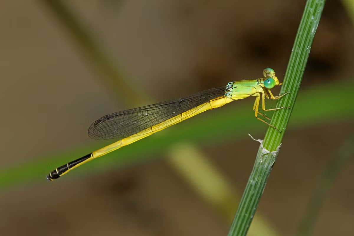 Chuồn chuồn kim Ceriagrion fallax. Ảnh: Wikipedia.