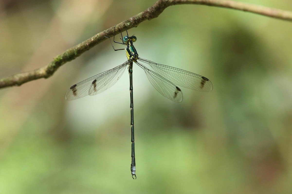 Chuồn chuồn kim Sinolestes editus. Ảnh: Dragonflies and damselflies of Vietnam.