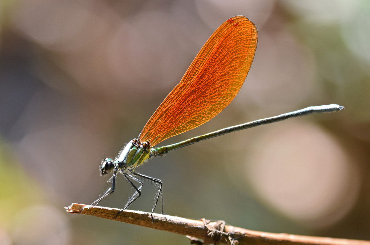 Chuồn chuồn kim Mnais andersoni. Ảnh: Ray Cannon's nature notes.