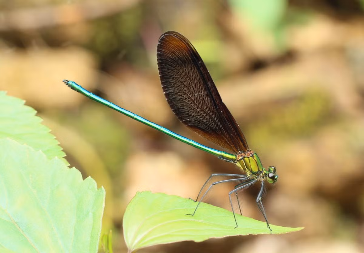 Chuồn chuồn kim Atrocalopteryx laosica. Ảnh: Dragonflies and damselflies of Vietnam.