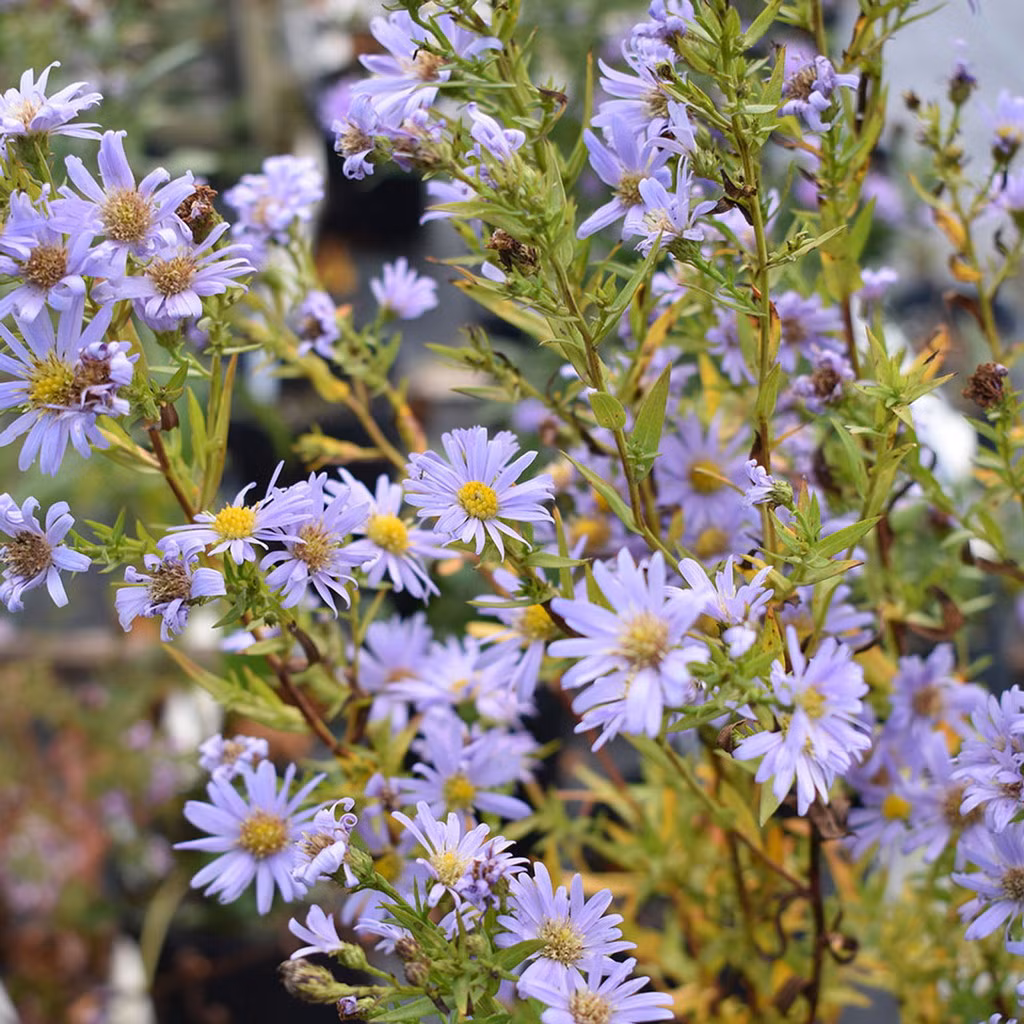Thạch thảo (Symphyotrichum novi-belgii) cao 1,5 mét, là loài thực vật bản địa ở Đông lục địa Bắc Mỹ. Nhiều giống nhân tạo của loài cây có hoa rực rỡ này đã được phát triển để trồng trong các khu vườn.