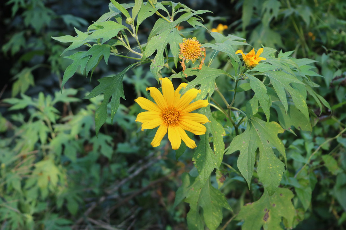 Dã quỳ (Tithonia diversifolia) cao 3 mét, có nguồn gốc từ Trung Mỹ. Có sức sống mạnh mẽ, loài cây này đã du nhập đến hầu khắp các vùng nhiệt đới trên thế giới. Chúng thường được trồng để làm phân xanh cho những vùng đất nghèo dinh dưỡng.