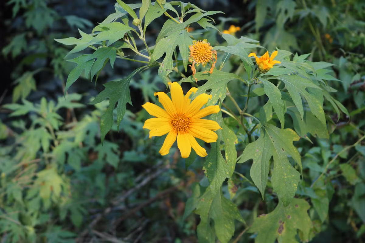 Dã quỳ (Tithonia diversifolia) cao 3 mét, có nguồn gốc từ Trung Mỹ. Có sức sống mạnh mẽ, loài cây này đã du nhập đến hầu khắp các vùng nhiệt đới trên thế giới. Chúng thường được trồng để làm phân xanh cho những vùng đất nghèo dinh dưỡng.