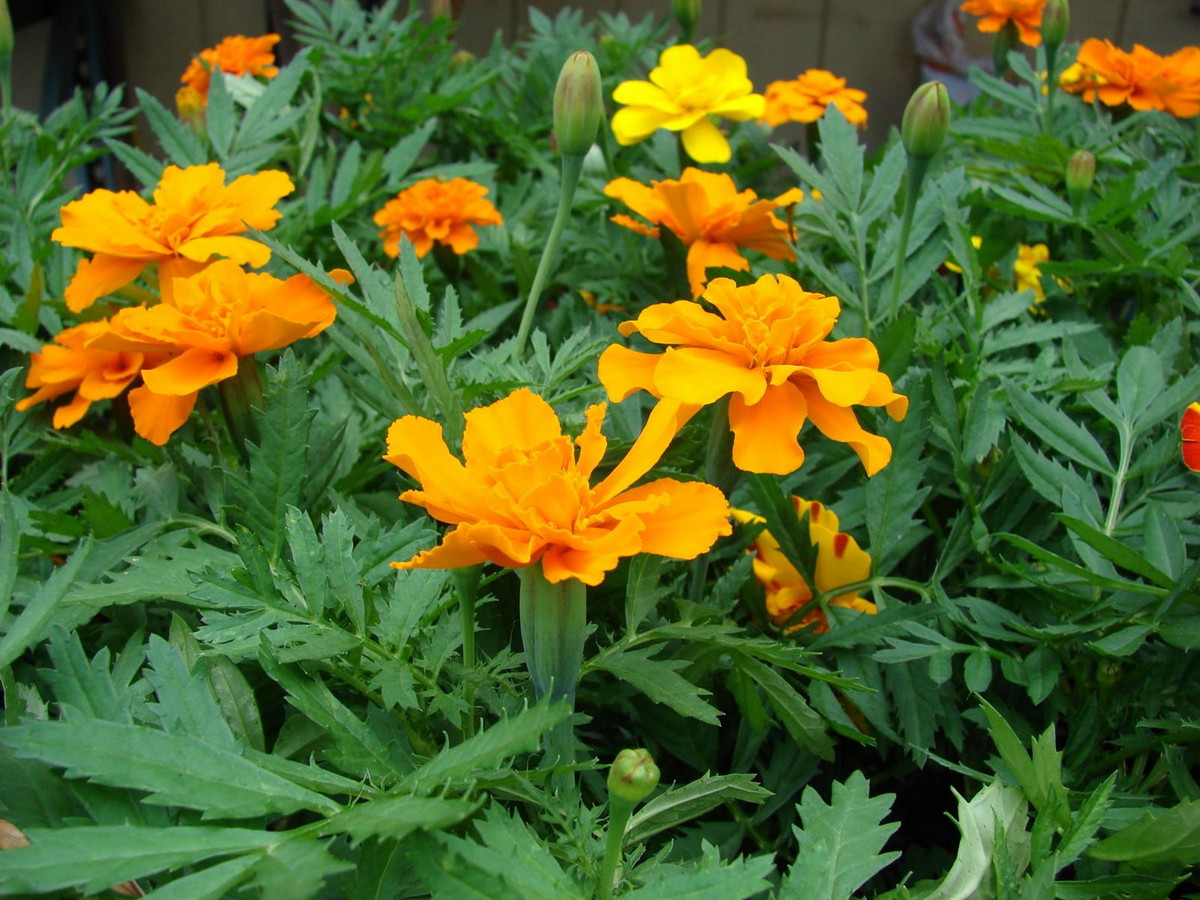 Cúc vạn thọ (chi Tagetes) có chiều cao đa dạng tùy loài, có nguồn gốc từ Tây Nam Hoa Kỳ cho tới khắp Nam Mỹ. Các loài cây này thường được trồng làm cảnh do có hoa đẹp và lâu tàn. Loài Tagetes minuta được dùng để điều chế tinh dầu dùng trong ngành mỹ phẩm, thực phẩm và thuốc lá.