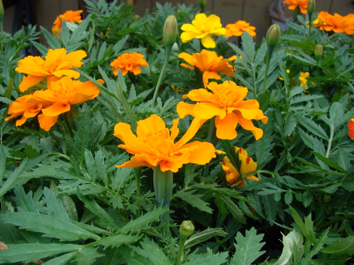 Cúc vạn thọ (chi Tagetes) có chiều cao đa dạng tùy loài, có nguồn gốc từ Tây Nam Hoa Kỳ cho tới khắp Nam Mỹ. Các loài cây này thường được trồng làm cảnh do có hoa đẹp và lâu tàn. Loài Tagetes minuta được dùng để điều chế tinh dầu dùng trong ngành mỹ phẩm, thực phẩm và thuốc lá.
