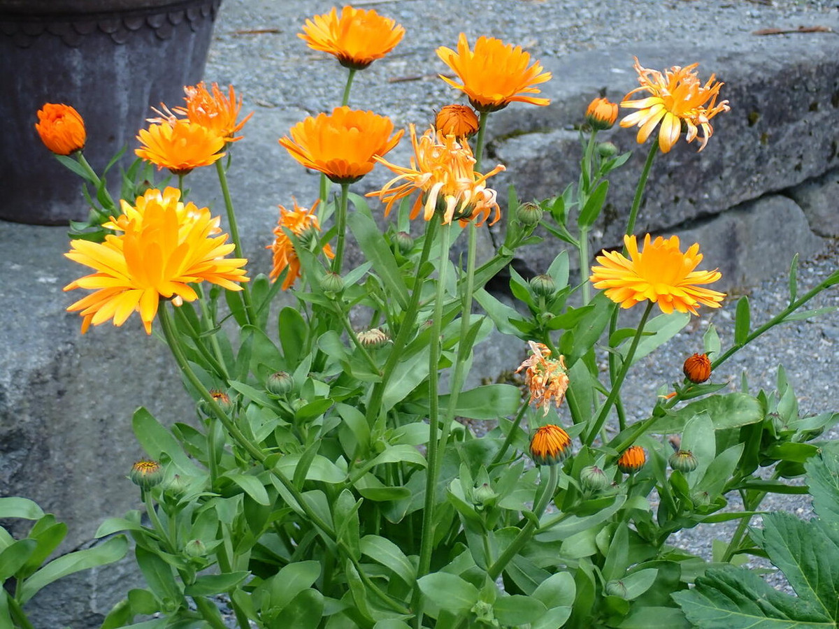 Cúc kim tiền (Calendula officinalis) cao 50 cm, đã được trồng lâu đến mức người ta không còn xác định được nguồn gốc. Tinh chất chiết xuất từ loài cây này được dùng để chữa bệnh về da.